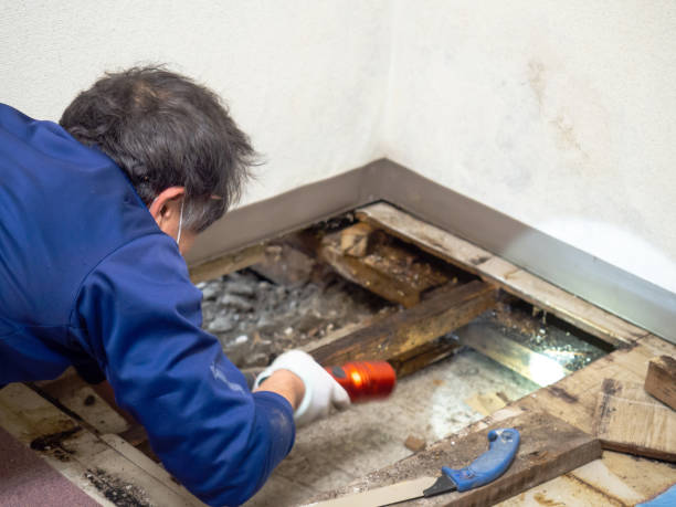 Best Mold Removal Specialists  in Mcrae Helena, GA