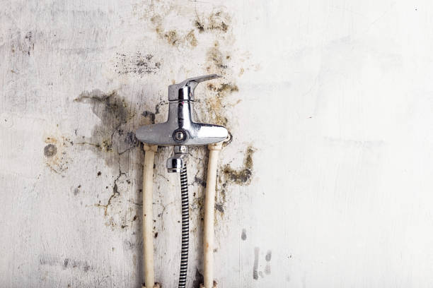 Best Mold Removal Near Me  in Mcrae Helena, GA