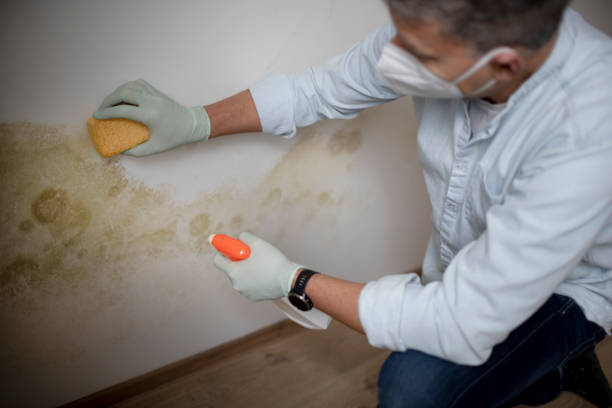 Best Emergency Mold Removal  in Mcrae Helena, GA
