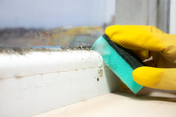 Best Mold Remediation Services  in Mcrae Helena, GA