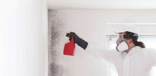 Best Mold Remediation Experts  in Mcrae Helena, GA
