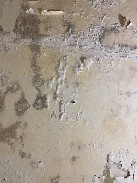 Best Home Mold Removal  in Mcrae Helena, GA