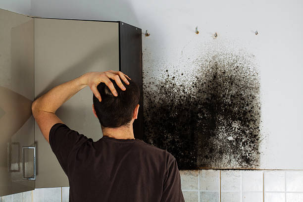 Best Local Mold Removal Service  in Mcrae Helena, GA